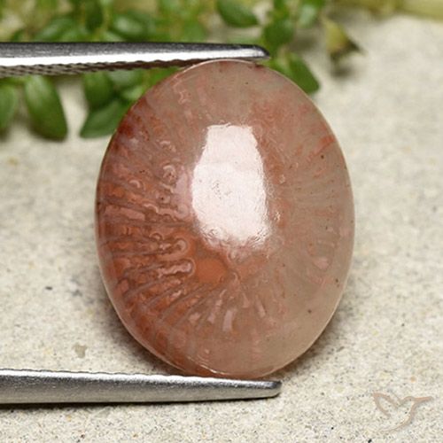 6.97ct Natural Multicolor Coral, Ovalada, Translúcido