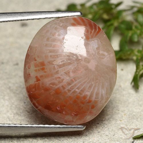 7.31ct Natural Multicolor Coral, Ovalada, Translúcido