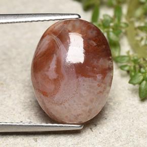 Coral Multicolor natural de 6.86 ct, Corte Óvalo, Translúcido