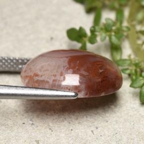 Coral Multicolor natural de 6.86 ct, Corte Óvalo, Translúcido