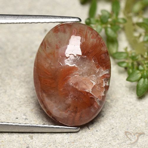 5.98ct Natural Multicolor Coral, Ovalada, Translúcido