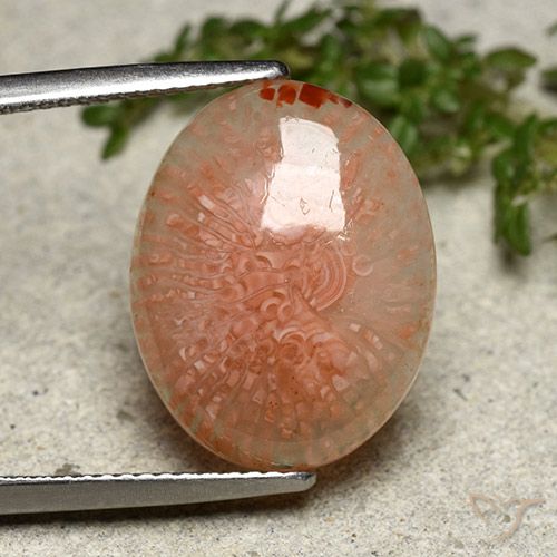 8.03ct Natural Multicolor Coral, Ovalada, Translúcido