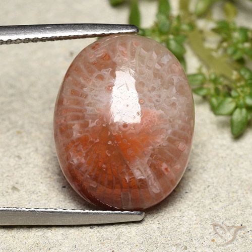 10.15ct Natural Multicolor Coral, Ovalada, Translúcido