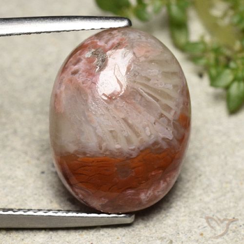 8.65ct Natural Multicolor Coral, Ovalada, Opaco