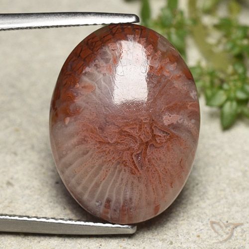 11.71ct Natural Multicolor Coral, Ovalada, Translúcido