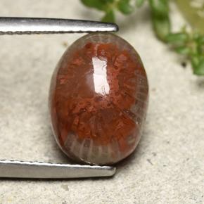 Coral Multicolor natural de 4.83 ct, Corte Óvalo, Opaco