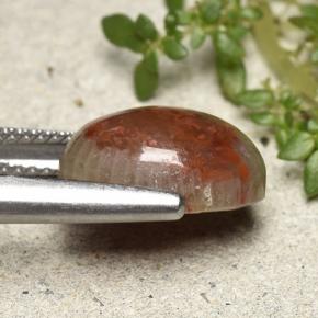 Coral Multicolor natural de 4.83 ct, Corte Óvalo, Opaco