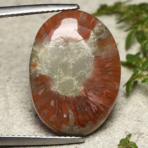 8.01ct Natural Multicolor Coral, Ovalada, Translúcido