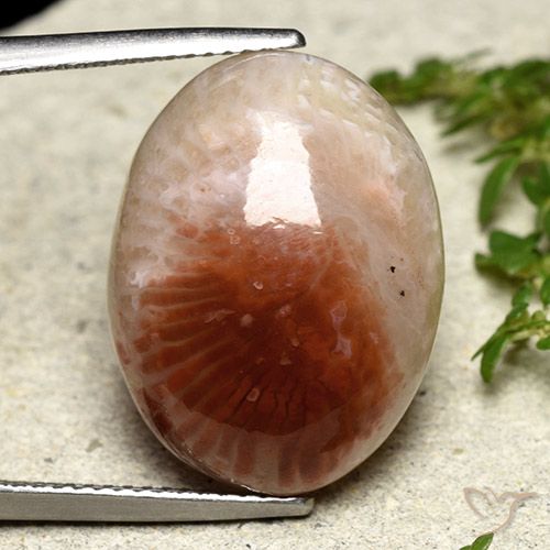 14.47ct Natural Multicolor Coral, Ovalada, Translúcido