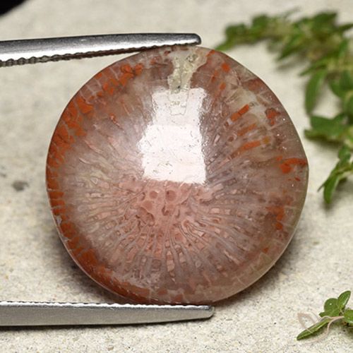 14.05ct Natural Multicolor Coral, Redondo, Translúcido