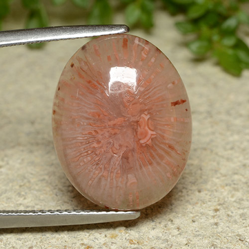 Coral Multicolor natural de 10.65 ct, Corte Óvalo, Translúcido