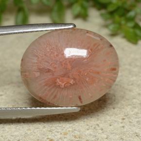 Coral Multicolor natural de 10.65 ct, Corte Óvalo, Translúcido