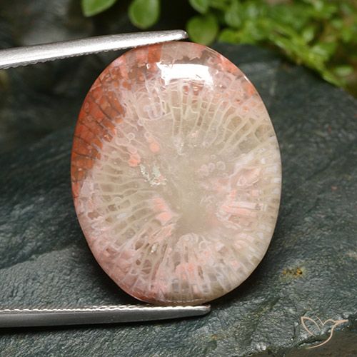 15.21ct Natural Multicolor Coral, Ovalada, Translúcido