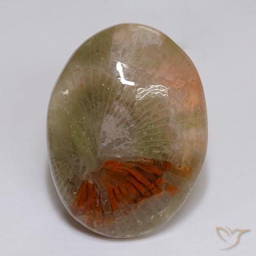 Coral Multicolor natural de 16.14 ct, Ovalada, Translúcido