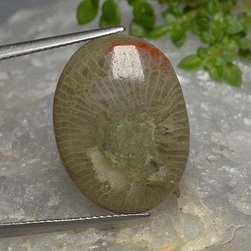 10.46ct Natural Multicolor Coral, Ovalada, Translúcido