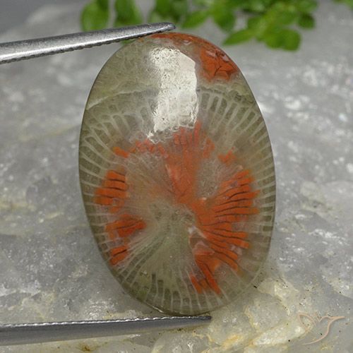 14.26ct Natural Multicolor Coral, Ovalada, Translúcido, Photo A