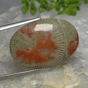 Coral Multicolor natural de 14.26 ct, Ovalada, Translúcido