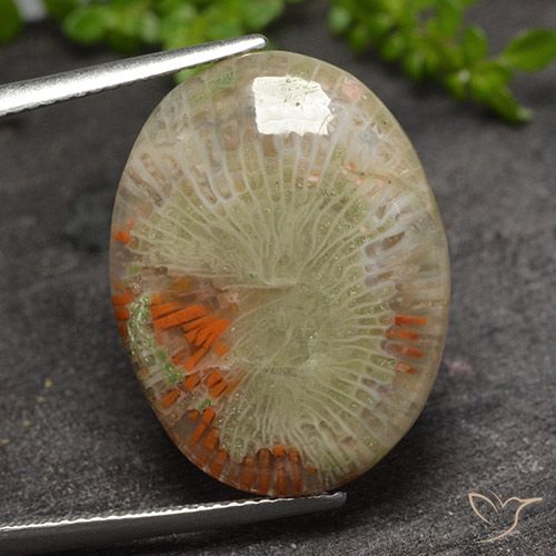 15.10ct Natural Multicolor Coral, Ovalada, Translúcido