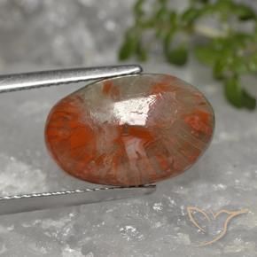 Coral Multicolor natural de 5.96 ct, Ovalada, Opaco