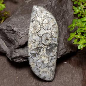 Coral Multicolor natural de 26.84 ct, Forma elegante, Opaco