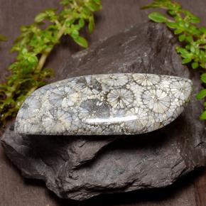 Coral Multicolor natural de 26.84 ct, Forma elegante, Opaco