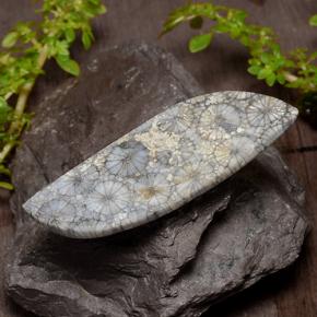 Coral Multicolor natural de 26.84 ct, Forma elegante, Opaco