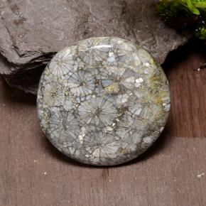 Coral Multicolor natural de 42.64 ct, Corte Redondo, Opaco