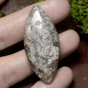 Coral Multicolor natural de 36.99 ct, Marquesa, Opaco