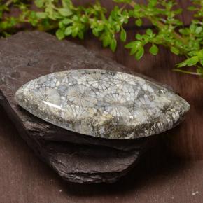 Coral Multicolor natural de 36.99 ct, Marquesa, Opaco