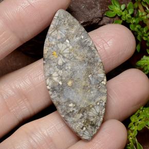 Coral Multicolor natural de 36.99 ct, Marquesa, Opaco