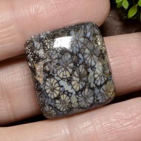 Coral Multicolor natural de 23.19 ct, Corte Cojín, Opaco