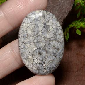 Coral Multicolor natural de 34.23 ct, Corte Óvalo, Opaco