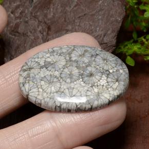 Coral Multicolor natural de 34.23 ct, Corte Óvalo, Opaco