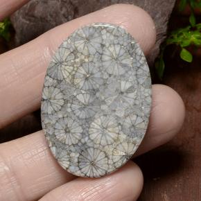 Coral Multicolor natural de 34.23 ct, Corte Óvalo, Opaco