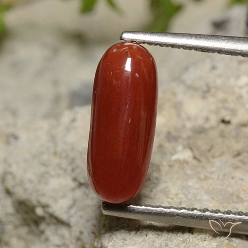 1.89ct Natural Rojo pintalabios Coral, Ovalada, Opaco
