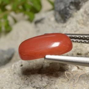 Coral Naranja fuego natural de 1.73 ct, Corte Óvalo, Opaco