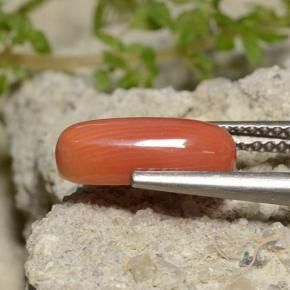 Coral Naranja fuego natural de 2.00 ct, Ovalada, Opaco