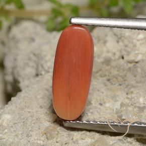 Coral Naranja fuego natural de 2.00 ct, Ovalada, Opaco