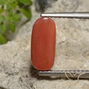 Coral Roja Anaranjada natural de 2.14 ct, Ovalada, Opaco