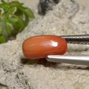 Coral Naranja medio natural de 1.81 ct, Ovalada, Opaco