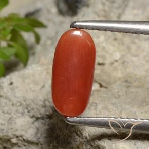 Coral Naranja medio natural de 1.85 ct, Ovalada, Opaco
