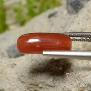 Coral Rojo fuego natural de 1.81 ct, Ovalada, Opaco