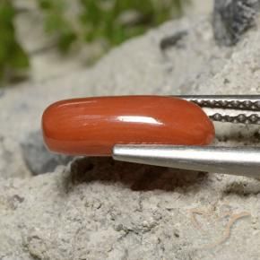 Coral Rojo medio natural de 1.91 ct, Ovalada, Opaco