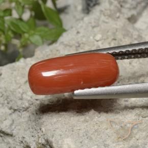 Coral Naranja fuego natural de 1.90 ct, Ovalada, Opaco