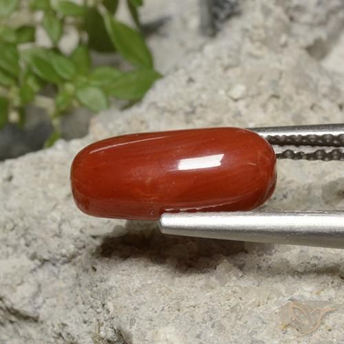 Coral Tono rojo fuego natural de 1.95 ct, Ovalada, Opaco