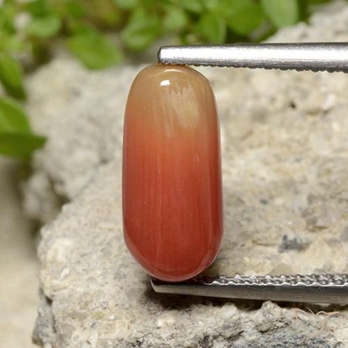 2.78ct Natural Naranja fuego Coral, Ovalada, Opaco