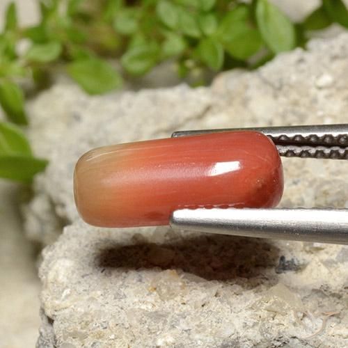 Coral Naranja fuego natural de 2.78 ct, Ovalada, Opaco