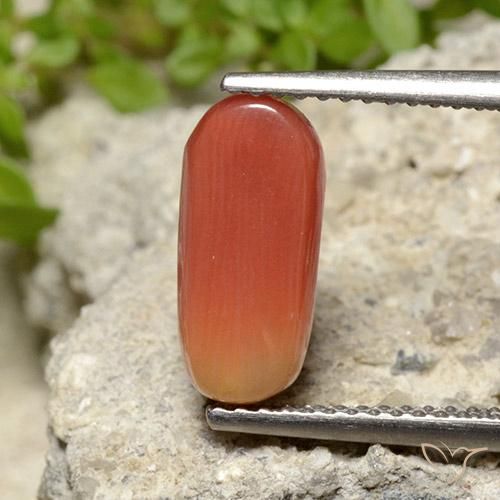 Coral Naranja fuego natural de 2.78 ct, Ovalada, Opaco