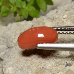 Coral naranja natural de 1,40 ct, corte óvalo, opaco