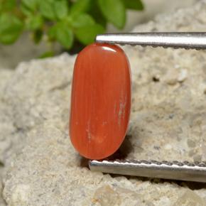 Coral naranja natural de 1,40 ct, corte óvalo, opaco